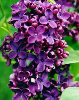 Syringa vulgaris „Pasteur“. Alyva. Nuotrauka VU Botanikos sodo archyv.